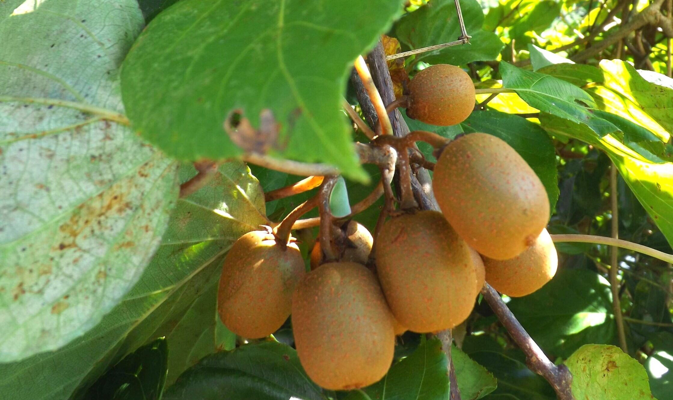 ナシカズラの実が木々の中に自生している様子。