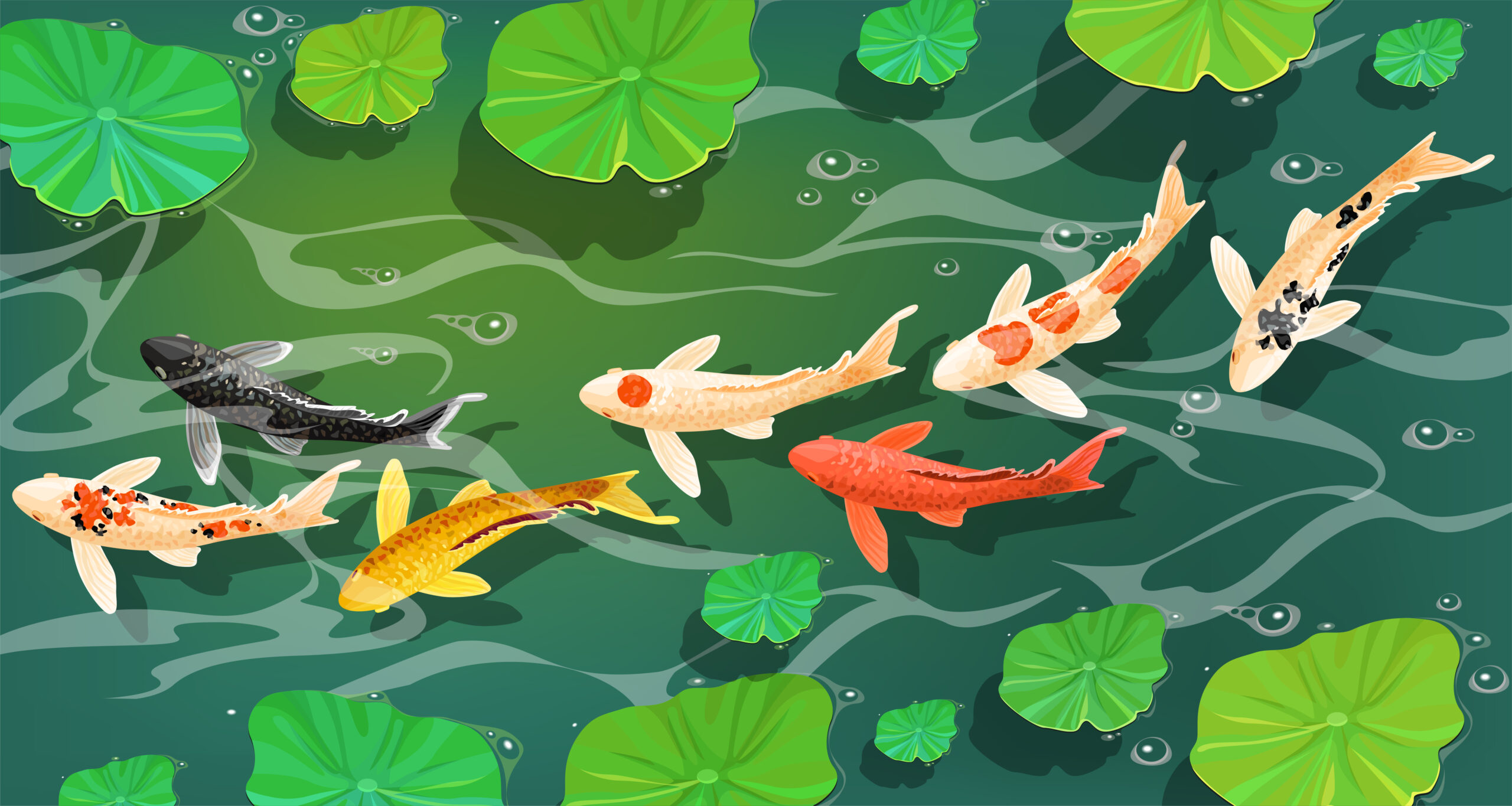 池で鯉が泳いでいる様子を描いたイラスト
